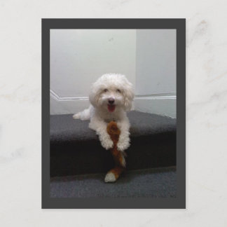 Maltese Bichon chien Carte postale