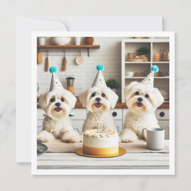 Maltese birthday celebration, Maltese dog Invitation (Front)