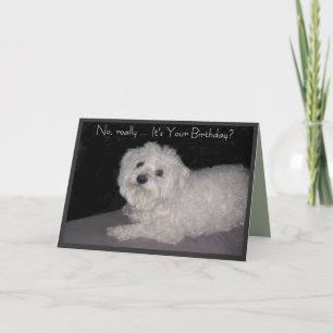Maltese Birthday Humor Greeting Card for Anyone