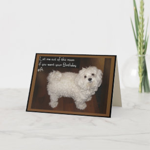 Maltese Birthday Humour Card