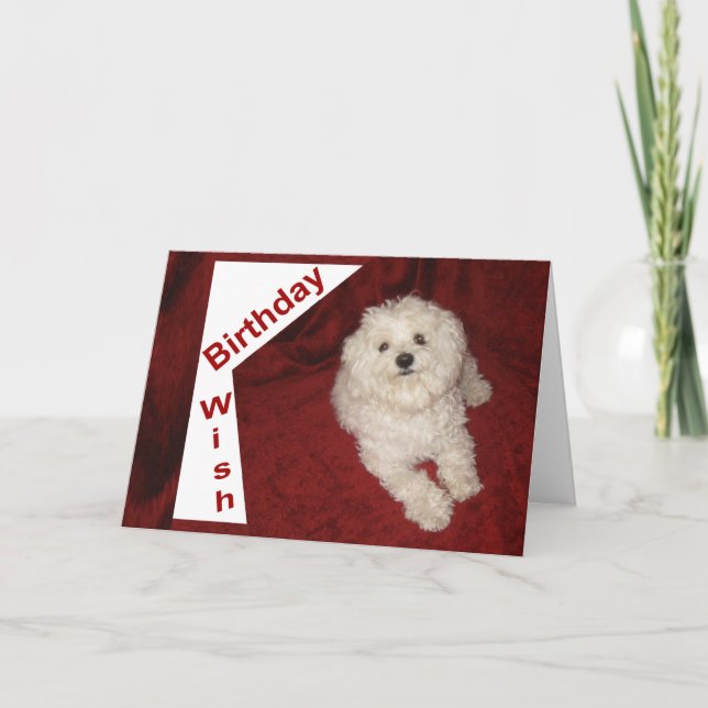 Maltese Birthday Wish Greeting Card for Anyone (Front)