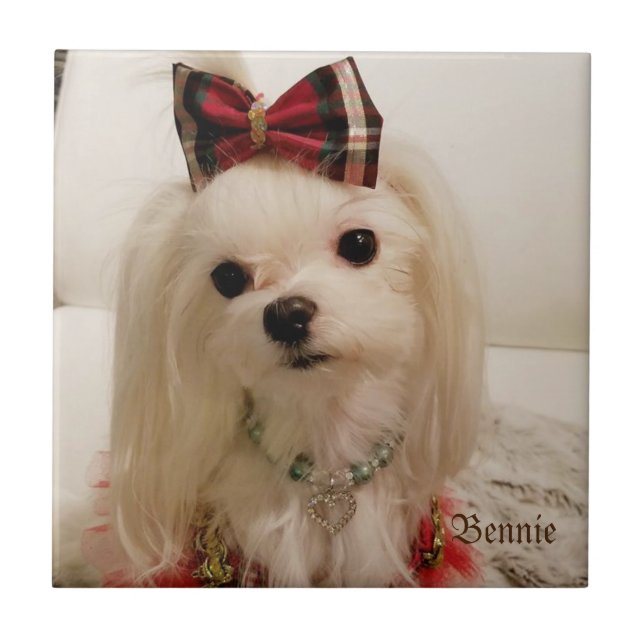 Maltese Ceramic tile (Front)