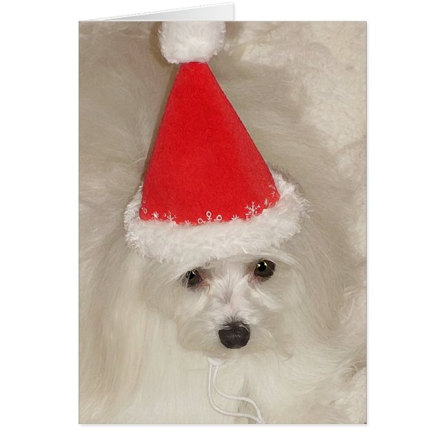 Maltese Christmas (Front)