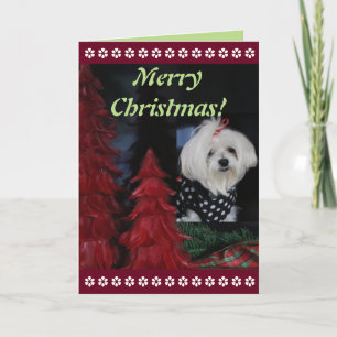 Maltese Christmas Holiday Card