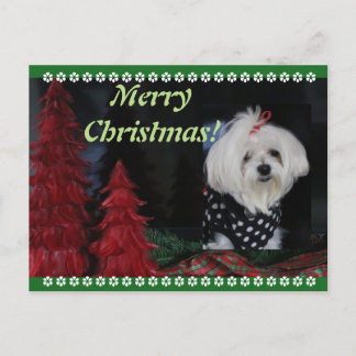Maltese Christmas Holiday Postcard