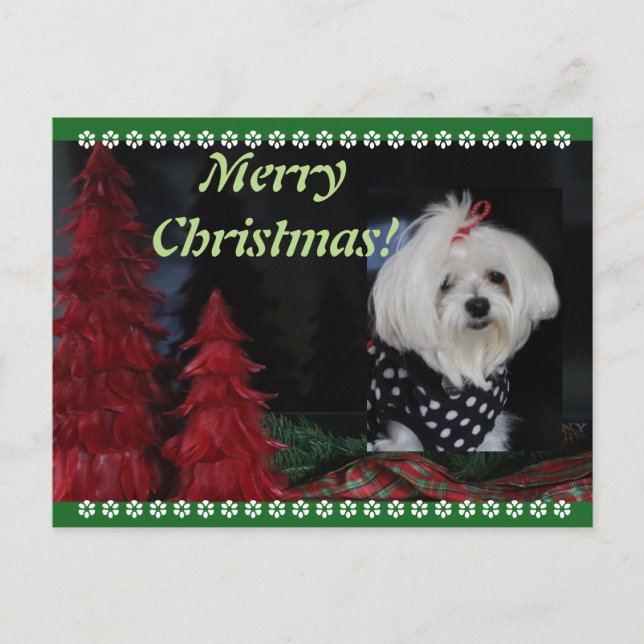 Maltese Christmas Holiday Postcard (Front)