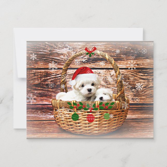 Maltese Christmas Puppies Holiday Card (Front)
