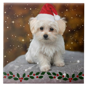 Maltese Christmas Puppy Tile