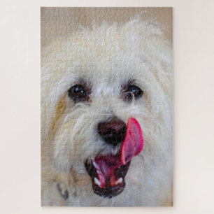 Maltese Dog Breed. Jigsaw Puzzle