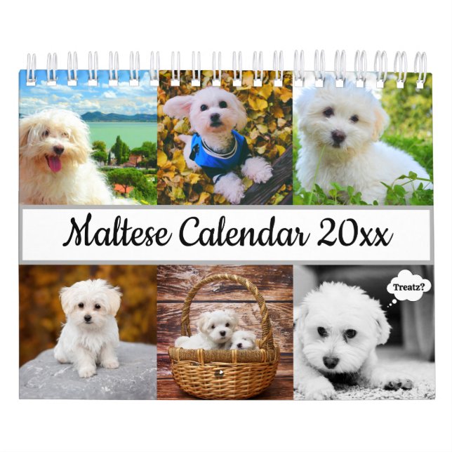 Maltese Dog Calendar (Cover)