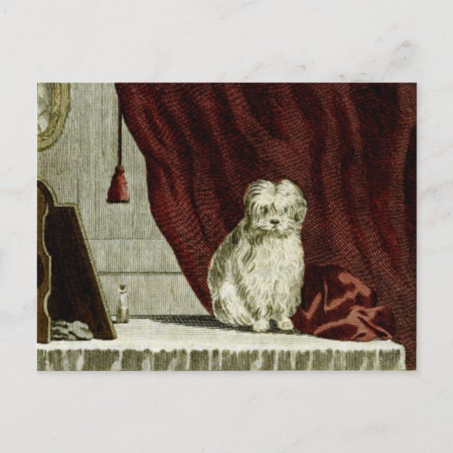 Maltese Dog Drawing Post Card (Front)