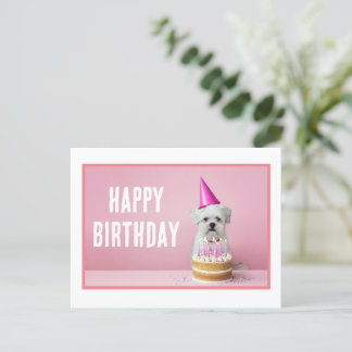 Maltese Dog in Party Hat Postcard