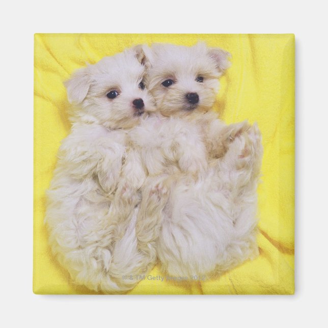 Maltese Dog; is a small breed of white dog that 2 Magnet (Front)