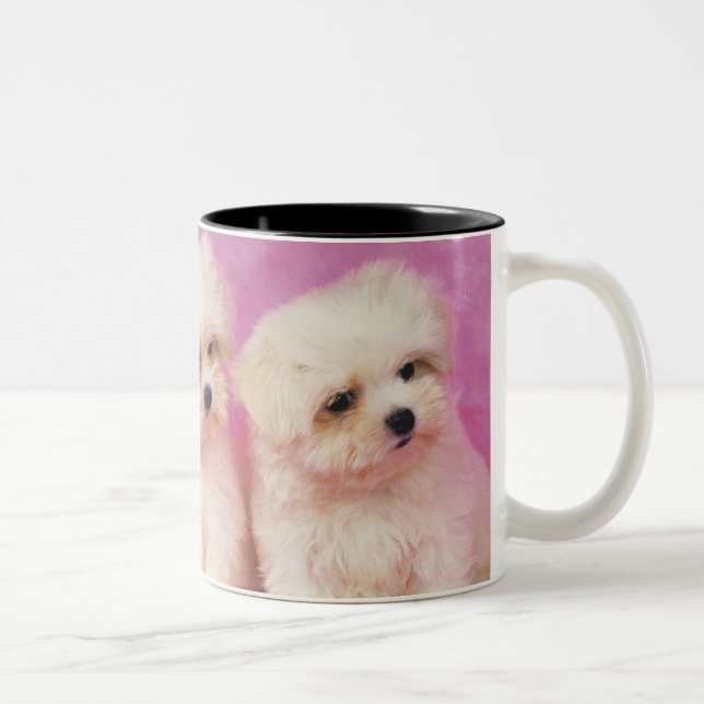Maltese Dog; is a small breed of white dog that Two-Tone Coffee Mug (Right)