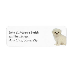 Maltese Dog Pet Animal