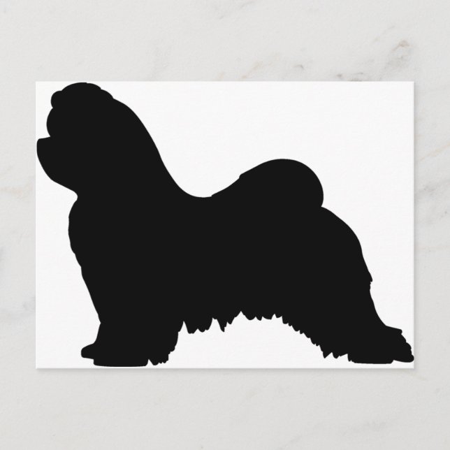Maltese Dog Postcard (Front)
