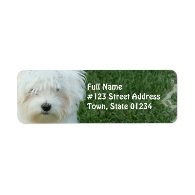 Maltese Dog Retourner l'adresse Étiquette (Devant)