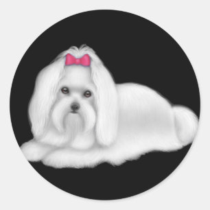 Maltese Dog Sticker Red Bow