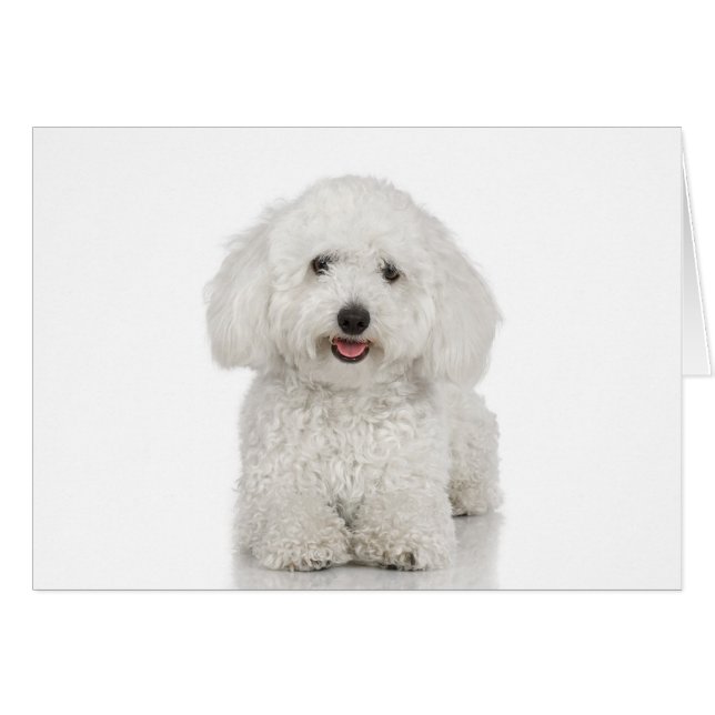 Maltese Dog White (Front Horizontal)