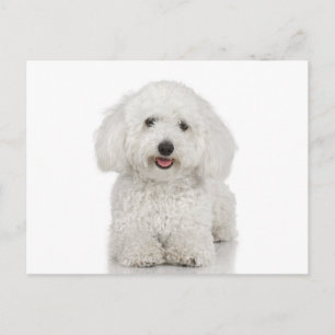 Maltese Dog White Postcard