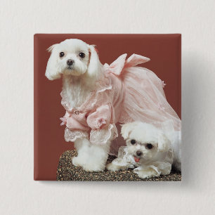 Maltese Dogs 2 Inch Square Button