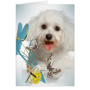 Maltese Dragonfly & Butterfly cards