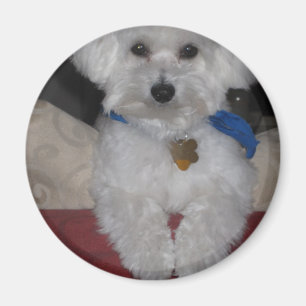 Maltese Gift Magnet