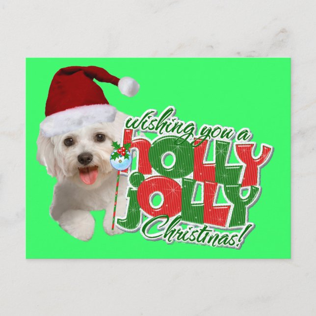 Maltese Have Holly Jolly Christmas Holiday Postcard (Front)