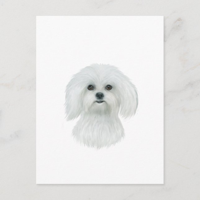 Maltese Head Portrait Postcard (Front)