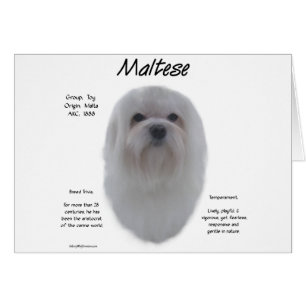 Maltese History Design