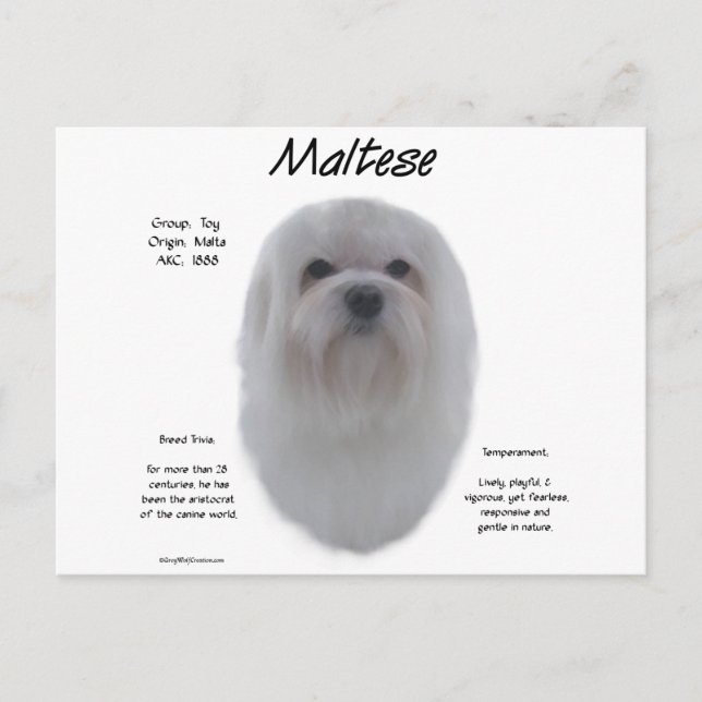 Maltese History Design Postcard (Front)