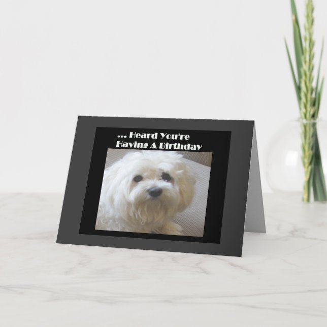 Maltese Humor Birthday Card for Over-The-Hill (Front)