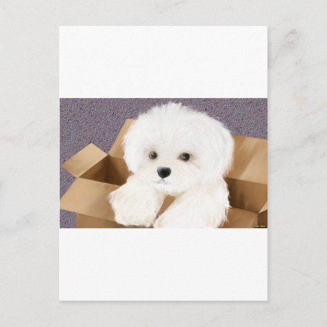 maltese in a box postcard (Front)