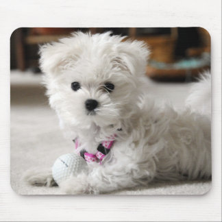 Maltese Love Mouse Pad