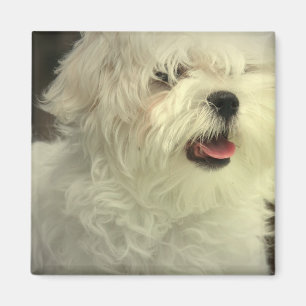 Maltese Magnet