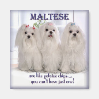 Maltese Magnet 1
