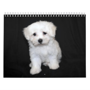 Maltese & Maltipoo Puppy Calendar