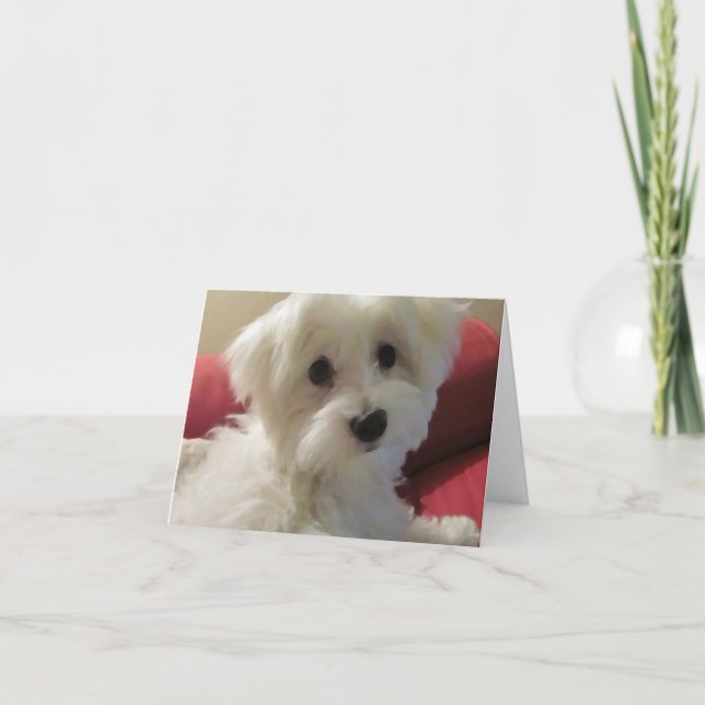 Maltese Note Cards (Front)