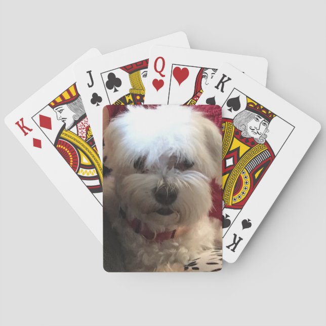 Maltese on Playing cards (Back)