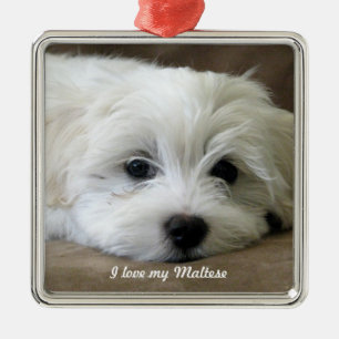 Maltese Ornament