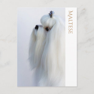 Maltese Postcard