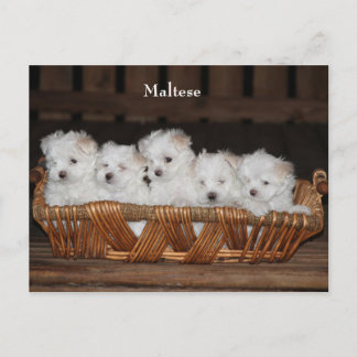 Maltese, Puppies, Basket, "Five Puppies", White Postcard