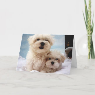 Maltese Puppies Card