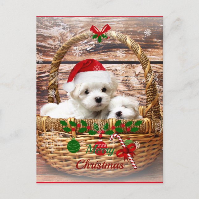Maltese Puppies in a Basket Holiday Postcard (Front)