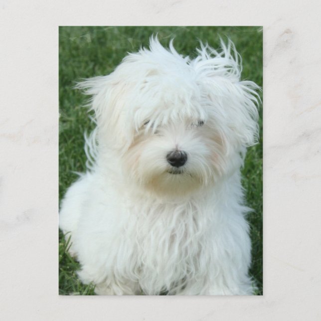 Maltese Puppies Postcard (Front)