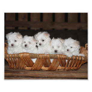 Maltese Puppies, Puppy, Dog, Art Photo Print