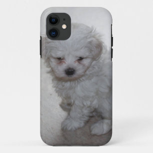 Maltese Puppy (9 Months Old) iPhone 11 Case