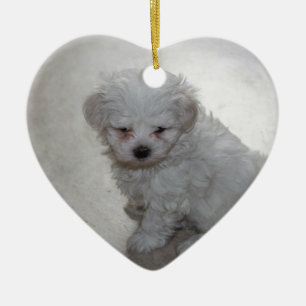Maltese Puppy (9 Months Old) Ceramic Ornament