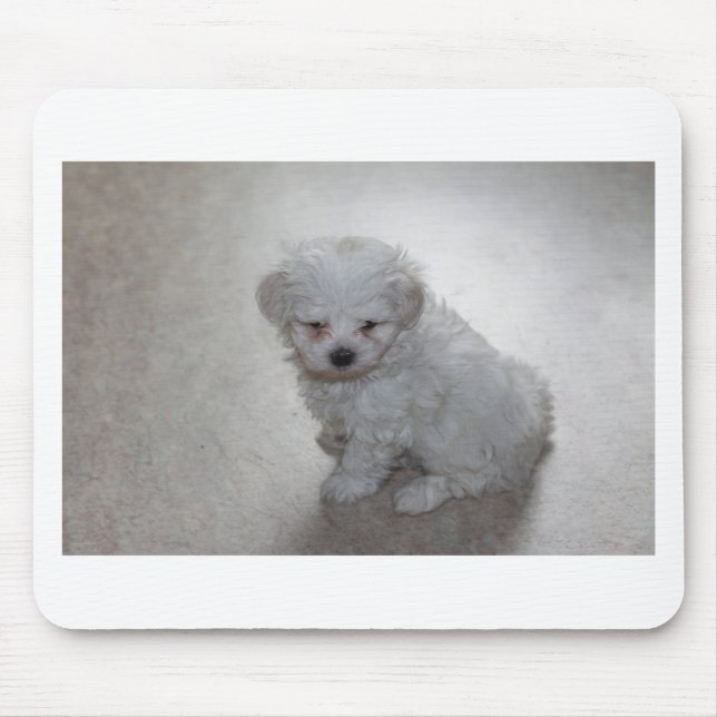 Maltese Puppy (9 Months Old) Mouse Pad (Front)