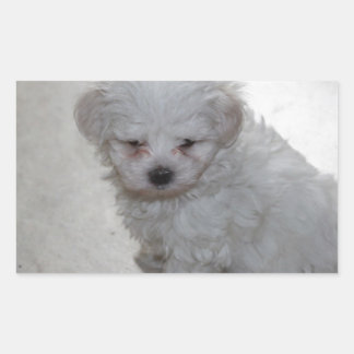 Maltese Puppy (9 Months Old) Sticker